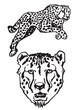 Graphical set of leopards on white background, vector illustration	