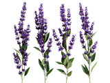 Fototapeta  - Set of branches of aromatic lavender, purple hues