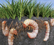 A cut-away 3D illustration of underground White Grubs devouring grass roots. This common pest causes damage by creating dead patches on lawns and must be treated with pesticides.