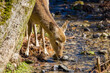 a drinking sika deer in nara by a small stream