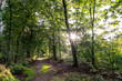 The low afternoon sun shines through the trees in the Sprieldersbos near Putten, Netherlands