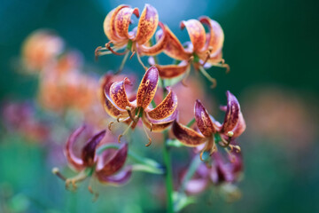 Canvas Print - Lilium Martagon