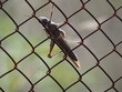 insecto sobre una alambrada, rostro robusto, seis potentes extremidades, dos antenas, color gris. españa, europa