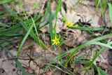 Fototapeta Storczyk - a yellow flower is growing in the grass close up