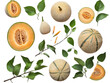 Set of branches of ripe cantaloupe, netted skin and musky