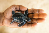 Fototapeta Sawanna - Newborn sea turtle on human palm. Rescue of one day old turtle in Sri Lanka .