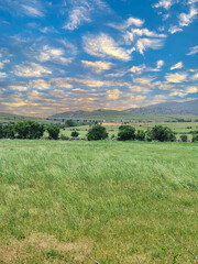 Canvas Print - Trees in the meadows