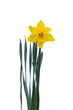 Yellow daffodil flower isolated on transparent background