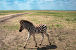Baby zebra in the wild. Zebra in the steppe. Zebra stripes. Biosphere reserve of zebras in Ukraine. High quality photo