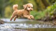 A dog jumps over a stream.