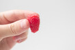 Fresh ripe organic raspberry in a hand
