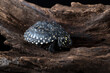 Spotted pond turtles on a tree log