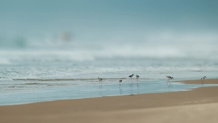 Sticker - Set of few footages of the bird, Black Necked Stilt on the beach