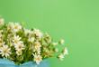 spring flowers on a light green background. Postcard with a delicate bouquet of daisies. White flowers with small petals. High quality photo