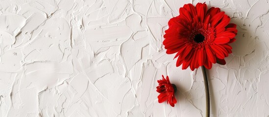 Wall Mural - Red flower on white wall beside small flower