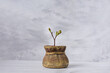 maple branch with opening buds in a bronze pot on a gray background..
