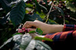 Plantation coffee bean concept. Farmer hand plantation and harvesting arabica coffee bean at farm. Close up man hand collect red berry coffee.
