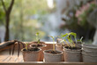 Outdoor gardening small sprout growing plant in paper pots in wooden tray