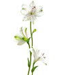 White flowers. Floral background. Leaves. Lilies. A beautiful bouquet of three flowers.