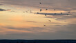 Migrating birds against the warm colors of sunrise