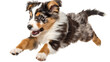 A spunky Australian Shepherd puppy leaping mid-journey, isolated on transparent background, PNG file