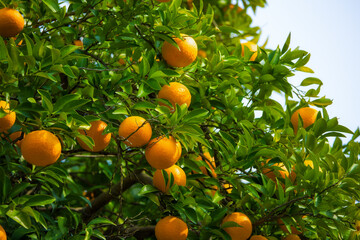 many ripe oranges on a green tree