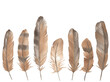 Watercolor Boho Brown Feathers, Hand drawing bird feathers on a white background.