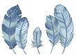 Watercolor Blue Feathers, Hand drawing bird feathers on a white background.