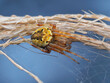 orb weaver spider on the dried grass