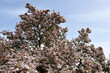 alter Magnolienbaum