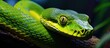 A green snake with a yellow stripe on the face
