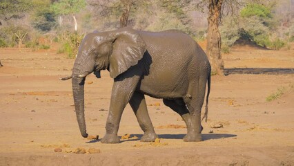 Wall Mural - Wet African elephant (Loxodonta africana) slowly walking in arid landscape after taking a mud-bath. 