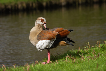 Wall Mural - Full-length portrait of a male Nile or Egyptian goose (Alopochen aegyptiaca), taken while preening its plumage