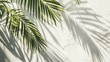 Palm leaves and shadows on a white wall
