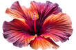 A vibrant hibiscus flower with a heart-shaped center, its colors contrasting beautifully. Isolated on transparent background, png file.