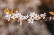 A close-up of cherry blossoms blooming on a branch in a spring orchard, their delicate petals catching the filtered sunlight