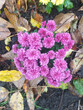 pink chrysanthemums among autumn leaves, top view