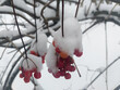 winter background: red guelder rose berries covered with snow