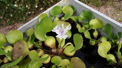 Wall Mural - Water plants. Closeup view of Eichornia crassipes, also known as water hyacinth, green leaves and purple flower, growing in ta metal container in the garden.