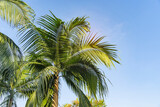 Fototapeta Sawanna - green palm leaf in sunlight