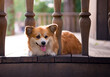 Adorable Red Welsh Corgi Pembroke Posing in a wooden stairs. Cute Red Fluffy Corgi.