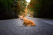 Adorable Red Welsh Corgi Pembroke Posing in a Autumnal park during beautiful sunny day. Cute Red Fluffy Corgi.