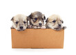 Three small dogs in the box.