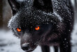 Frost-Eyed Predator: Intense Gaze of a Black Wolf in a Snowy Terrain