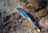 Fototapeta  - Close-up of Yellowsaddle goatfish in tropical waters of the Red Sea, Middle East