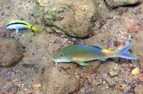 Fototapeta  - Close-up of Forsskal goatfish (upper small) and  Yellow-saddle goatfish , scientific name is Parupeneus cyclostomus,  in tropical waters of the Red Sea, Middle East


