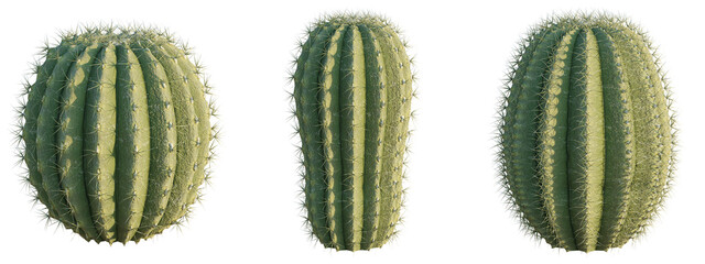 Succulent Parodia magnifica 4K png cutout