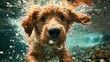 Canine frolic in aquatic environments