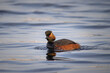 Black-necked grebe swims perpendicular to the camera lens in the water with reflection on a sunny spring day. Close-up portrait eared grebe.	
