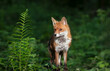 Portrait of a red fox cub in a forest
